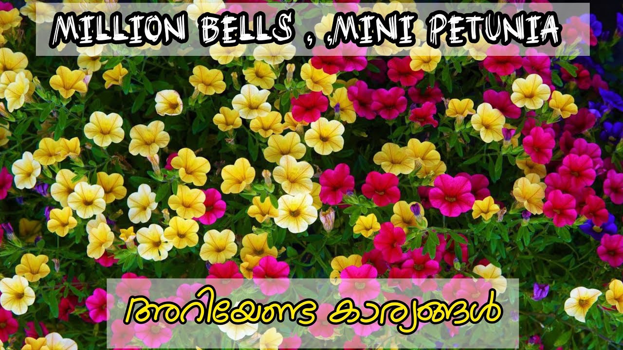 Mini petunia, million bells അറിയേണ്ട കാര്യങ്ങൾ