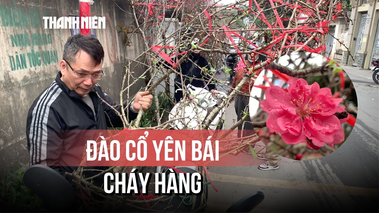 Đào cổ Yên Bái “cháy hàng” giữa cao điểm chợ hoa Hà Nội