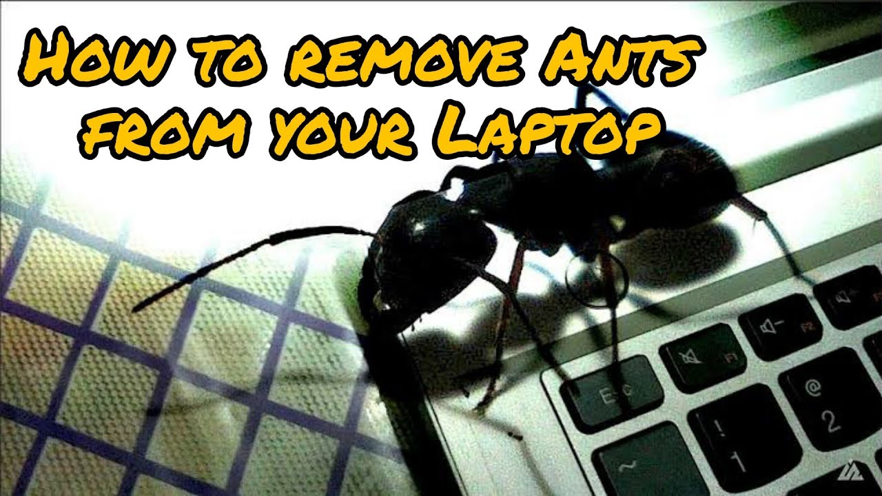 How to remove ants from your laptop quickly 🐜🐜🐜