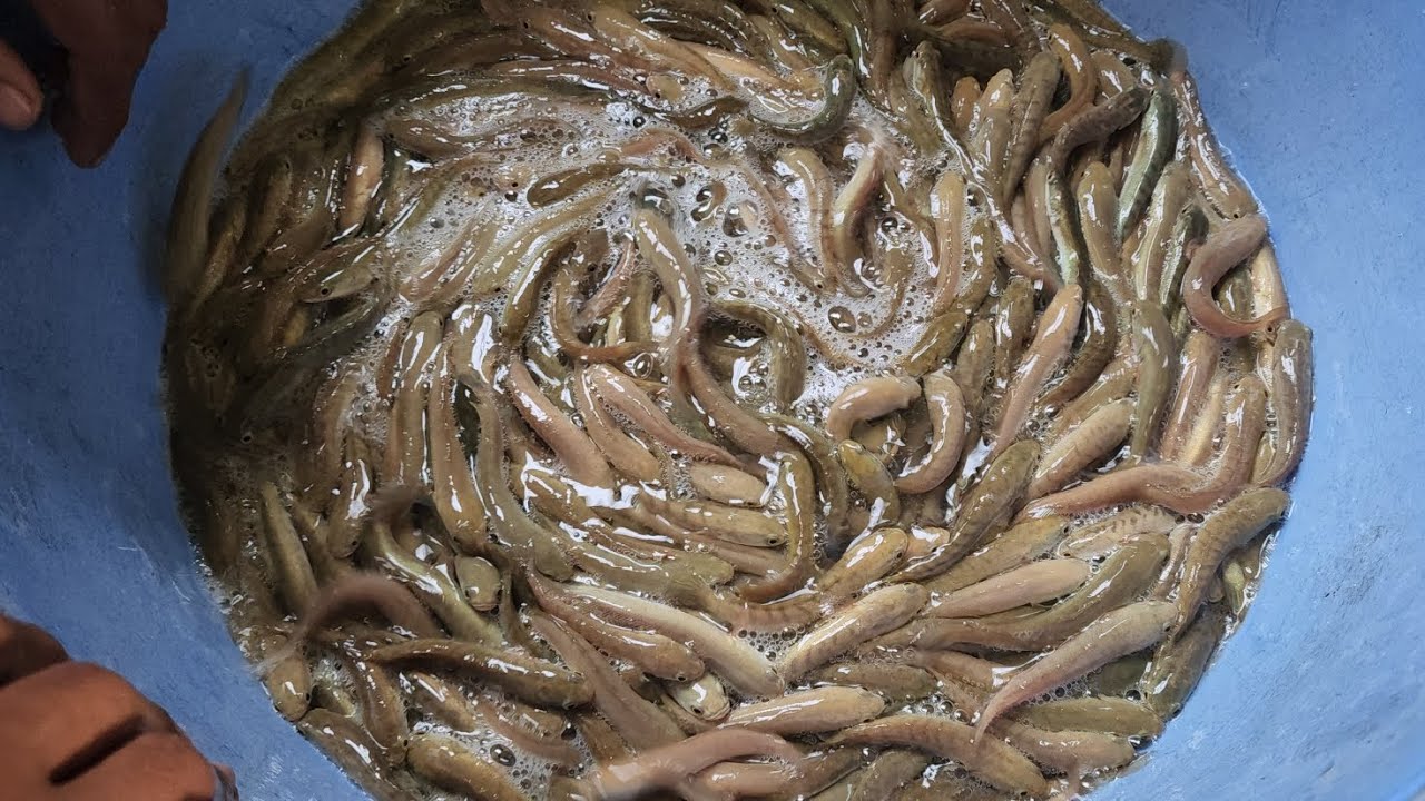 শোল মাছ চাষ পদ্ধতি / শোল মাছের পোনা / শোল মাছের খাবার কি / মাছ নিতে কল করুন01879081856