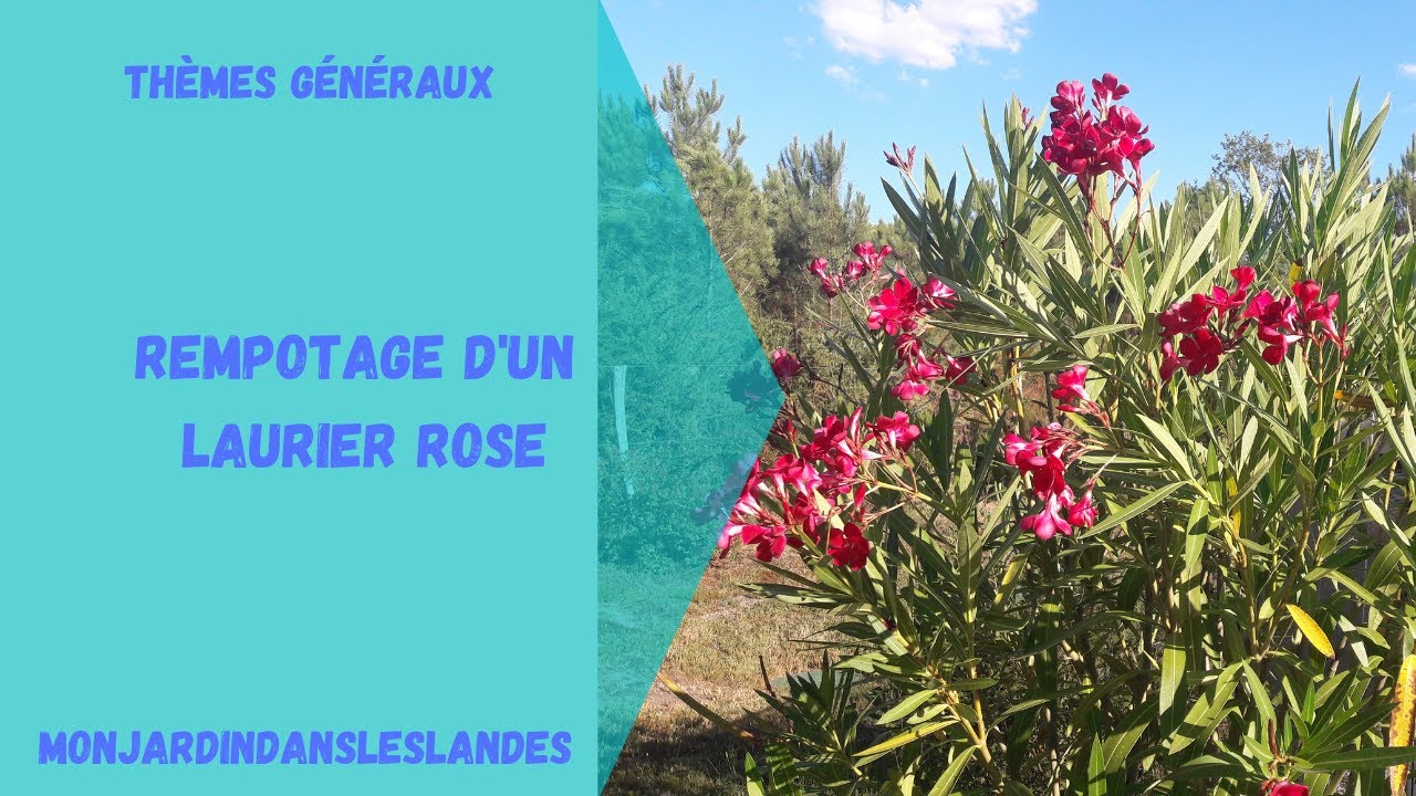 Rempotage d'un laurier rose - Monjardindansleslandes