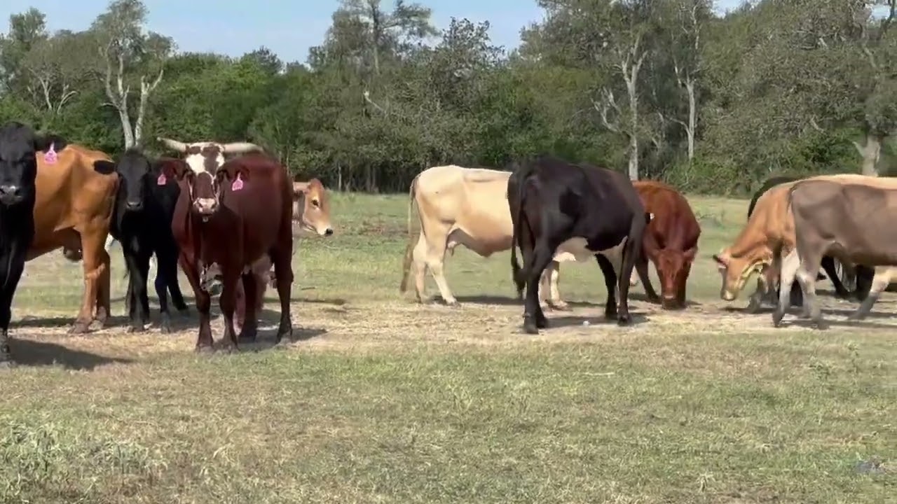 45 Head of Wetbag Exposed Cows, 