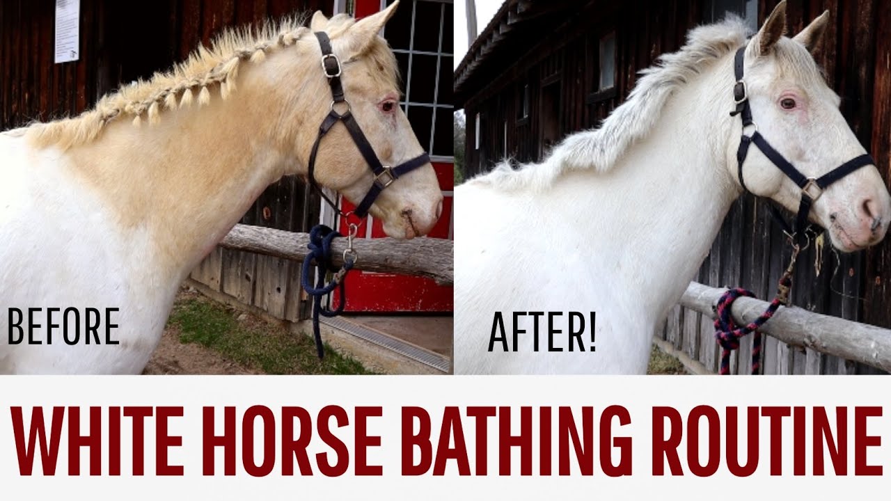 How I Clean My White Horse | Bathing Routine