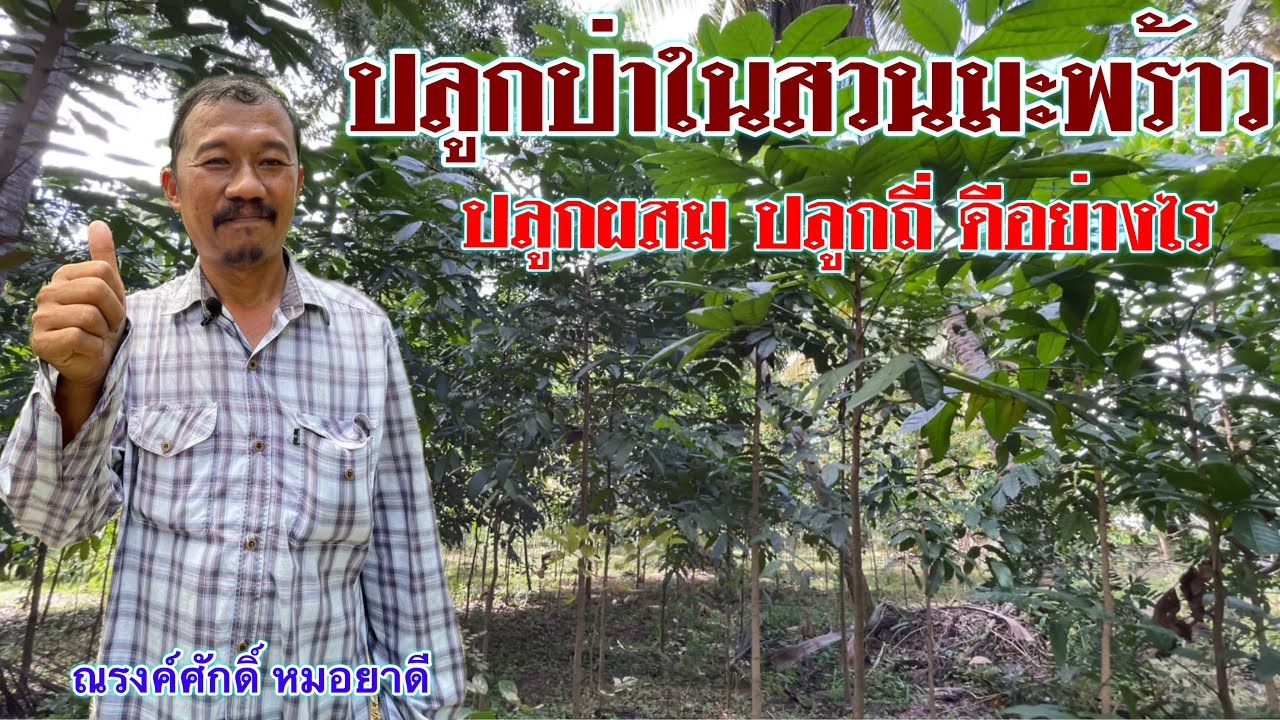 ปลูกไม้ป่าในสวนมะพร้าวดีอย่างไร | เกษตรผสมผสาน | ณรงค์ศักดิ์ หมอยาดี | บ่าวยุทธพาจ้วด | บางละมุง