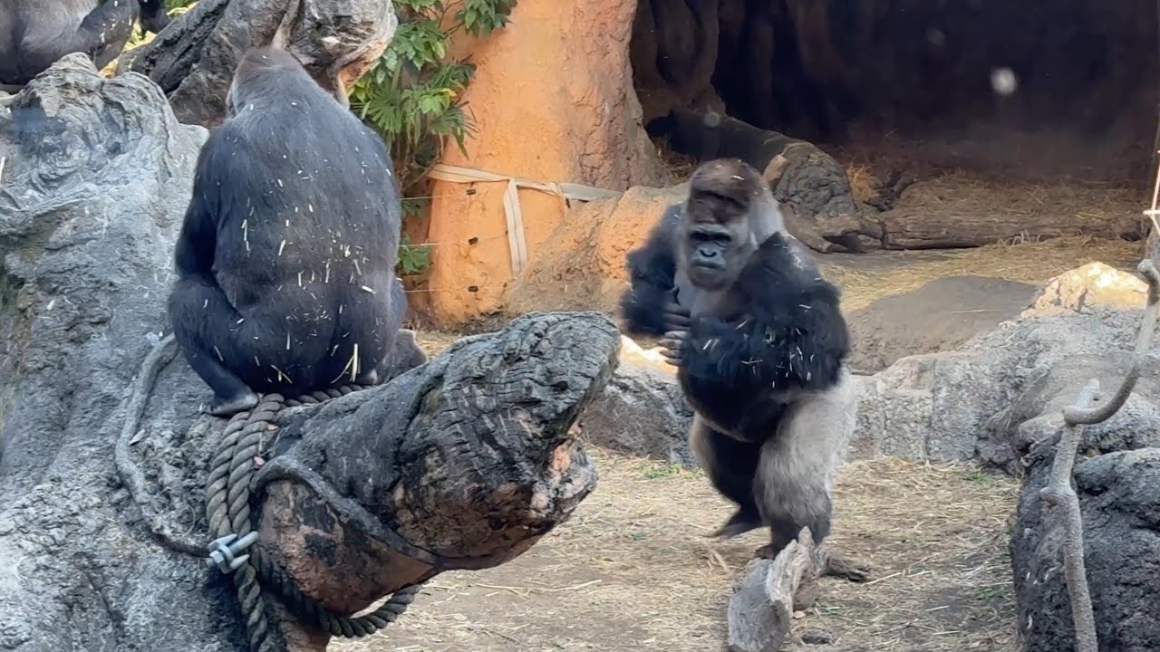 gorlla スモモの悲鳴にハオコが駆け付ける【2024年‎12月11日】【上野動物園】ゴリラ💗Haoko rushes to the scene when Sumomo screams.