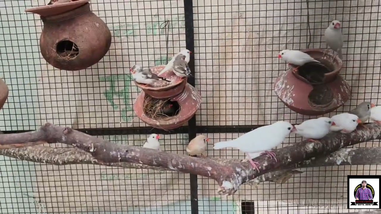 WHAT KIND OF BIRDS SPECIES ARE THERE IN OUR BIRDS FARM @PARROTDIPANKAR 