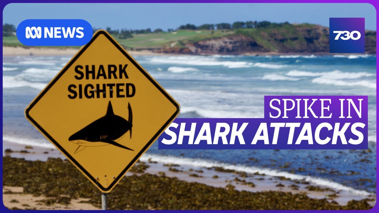Four shark attacks in 48 hours have left NSW in shock | 7.30