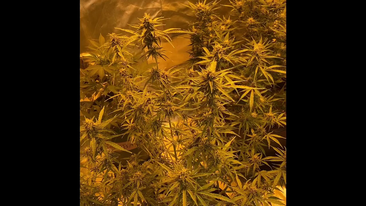 Strawberry CheeseCake Auto Week 08