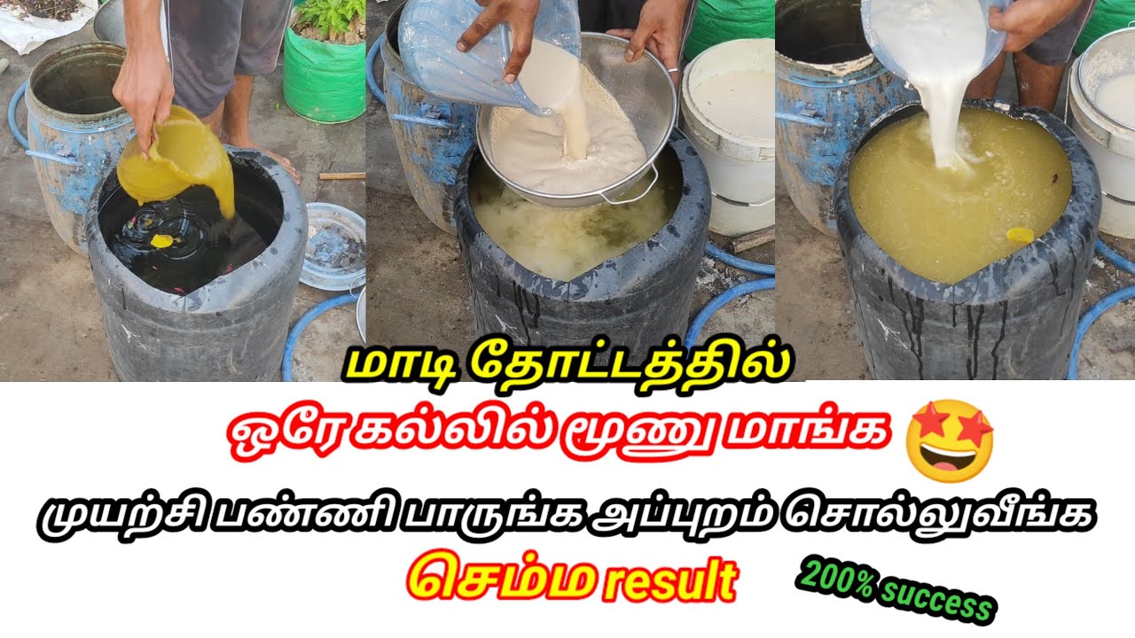 எல்லாமே இந்த ஒரே உரத்தில் 🤔 இப்படி பயன்படுத்தி பாருங்கள் #garden #maadithottam #மாடிதோட்டம்
