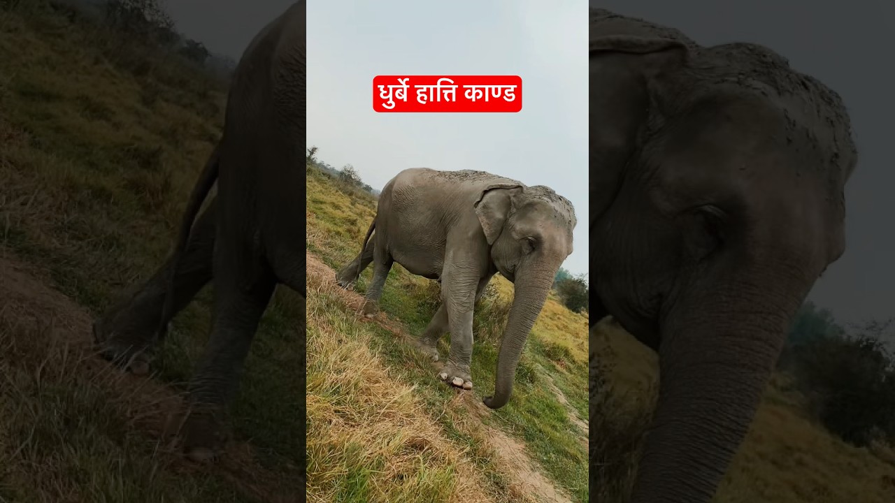 धरान नजिकै देखियो एकाएक डरलाग्दो धुर्बे हात्ति🐘 || surprise video || elephant