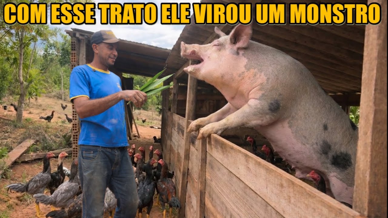 ACHEI QUE O CHIQUEIRO IA QUEBRAR - POUCO TRATO E PORCO ENORME @karinaeguilherme05 