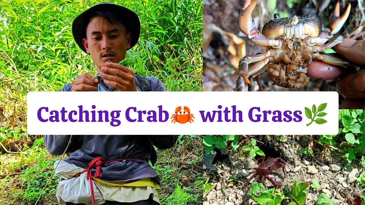 Primitive traditional way of catching crab with Grass#crab #nagaland
