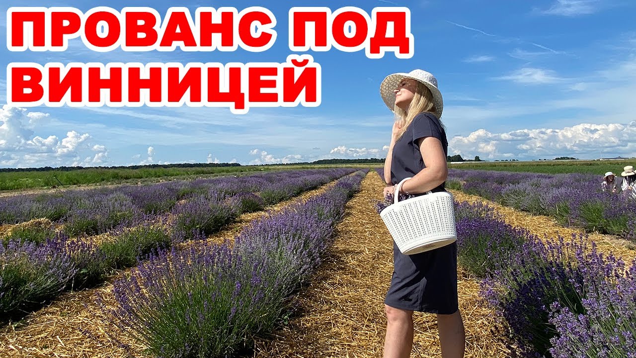 Французский Прованс под Винницей. Зацвело лавандовое поле