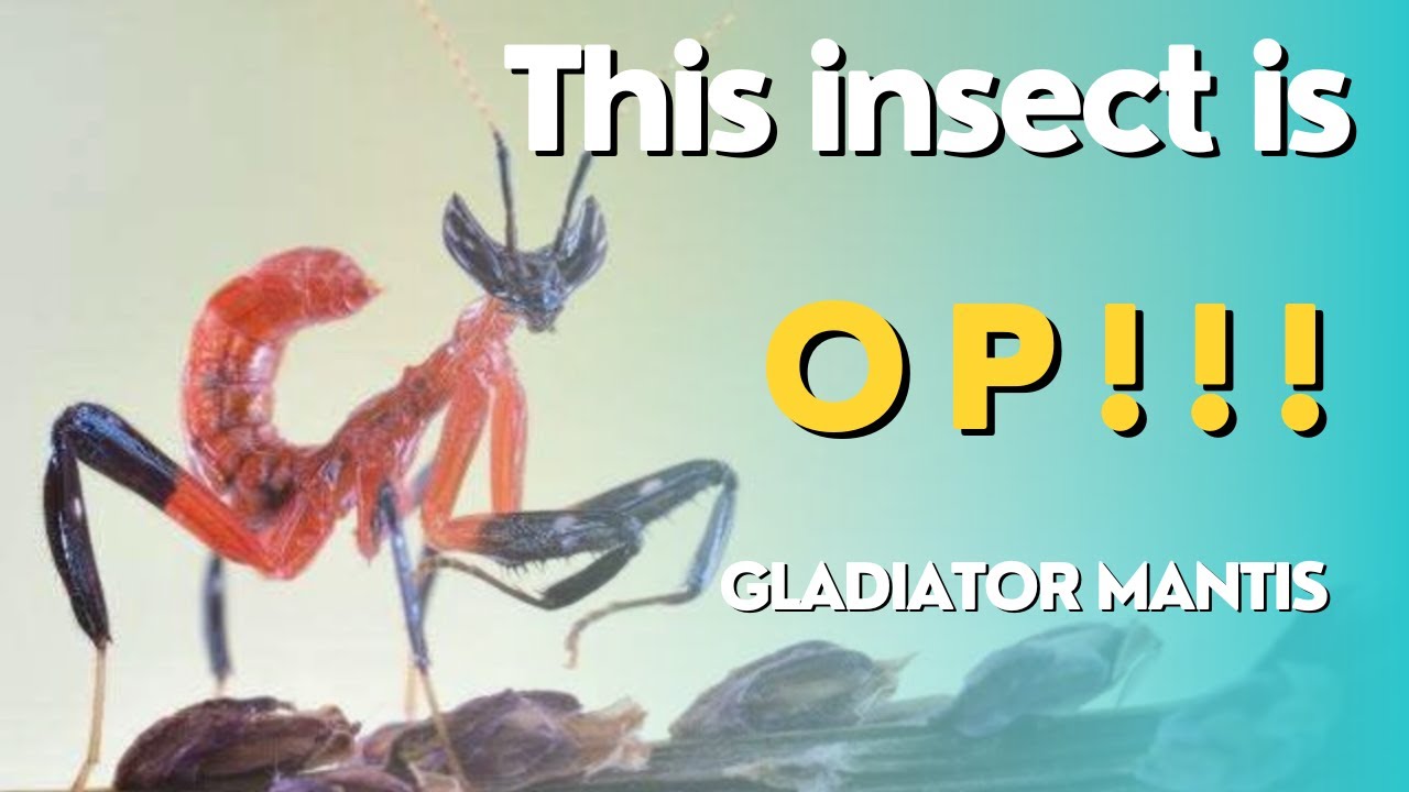 Gladiator Mantis