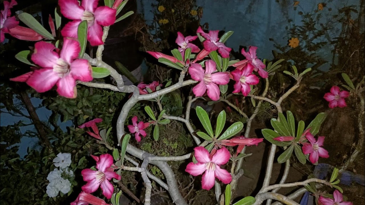 Edenium plant