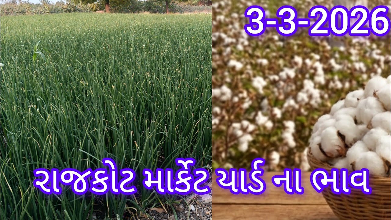 3-3-2026 રાજકોટ માર્કેટ યાર્ડ ના ભાવઆજના rajkot APMC Market bab