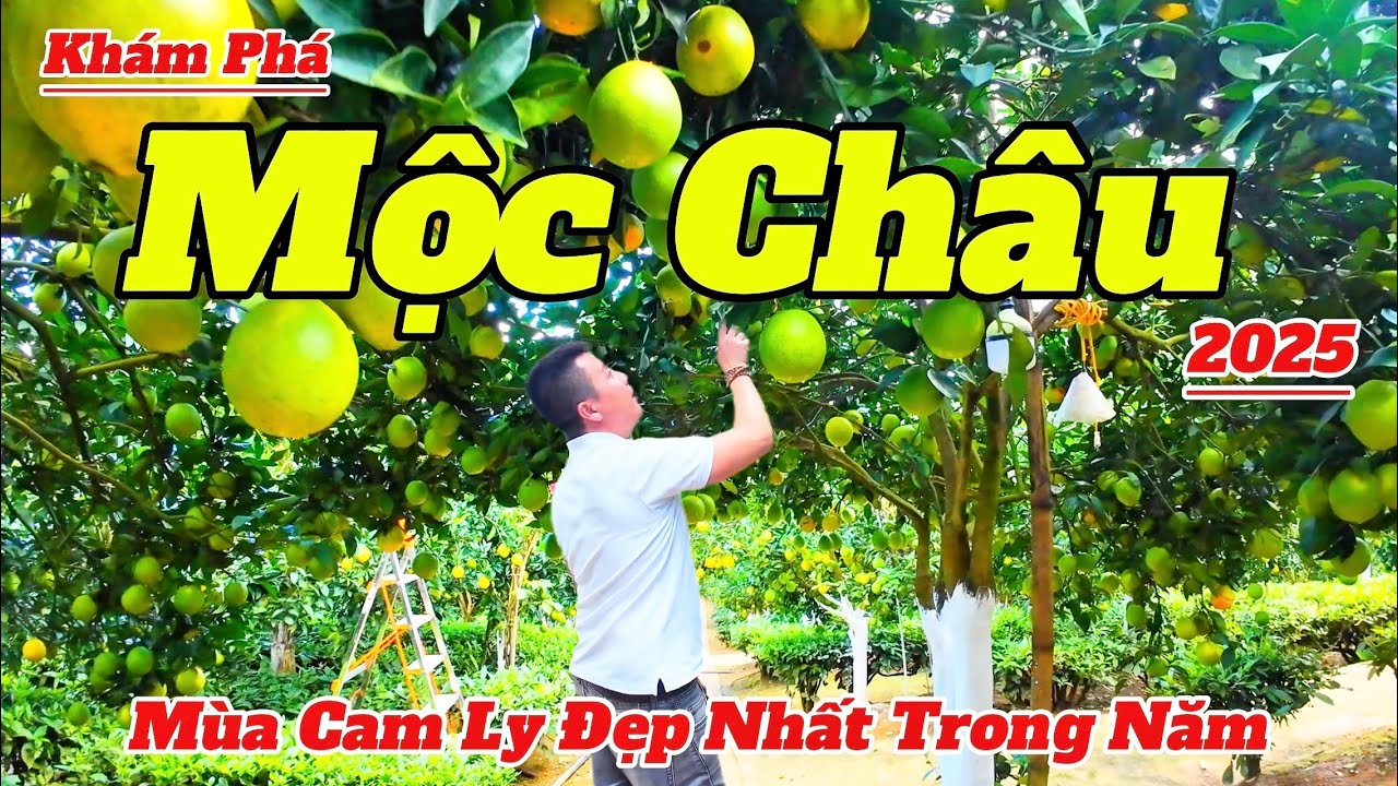 Khám Phá Cao Nguyên Mộc Châu Mùa Cam Ly 2025 | Hướng Dẫn Tham Quan Chi Tiết Và Mới Nhất