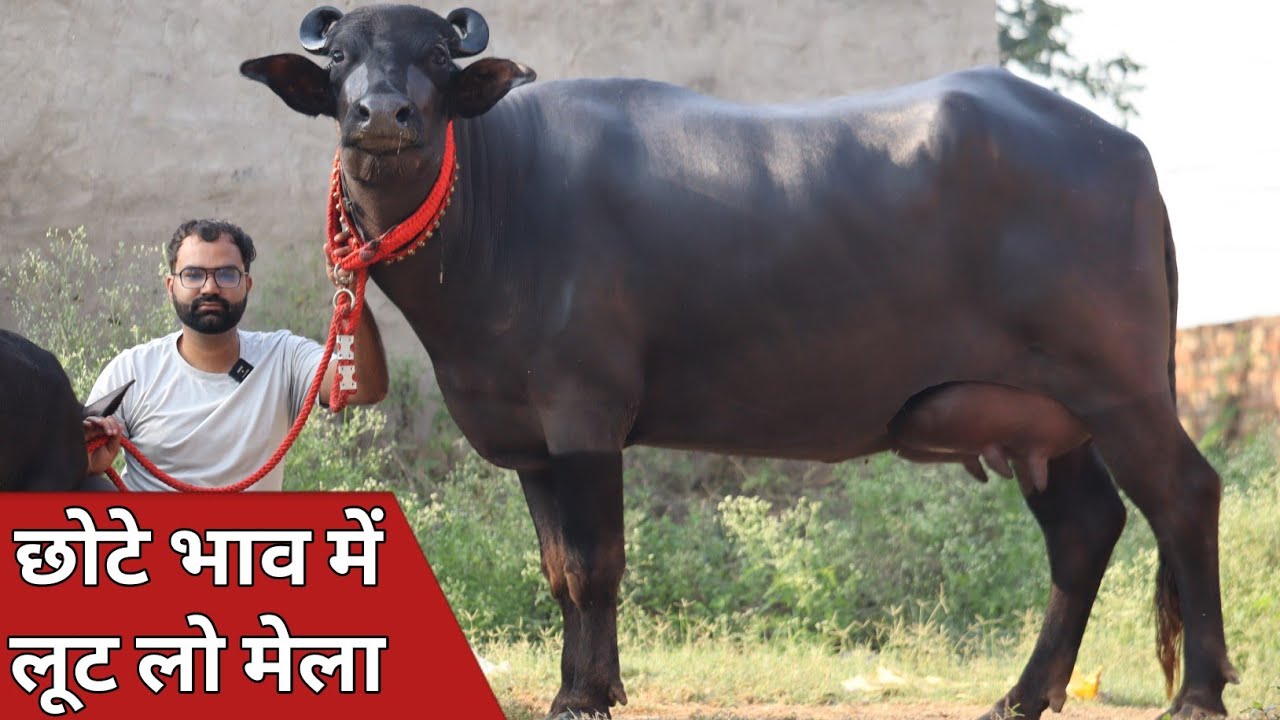 ताजा ब्याई चार झोटियाँ, जायज भाव में एक ही जगह बिक्री के लिए उपलब्ध || Kodan Dairy Farm (7982838313)