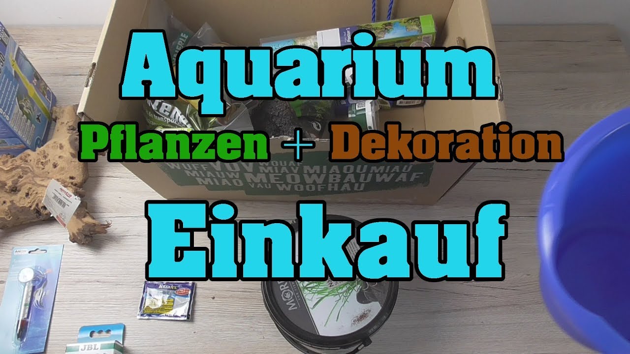 Aquarium Pflanzen + Dekoration Einkauf - Rohrbin