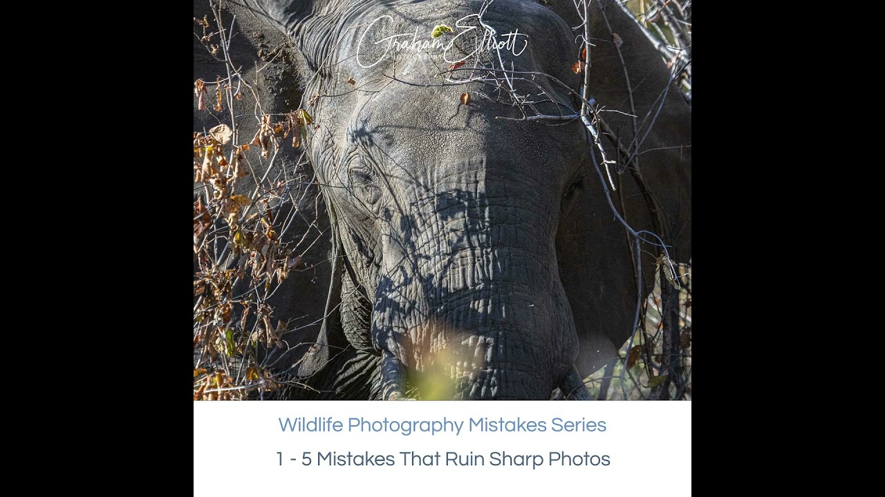 5 Wildlife Photography Mistakes That Ruin Sharp Shots