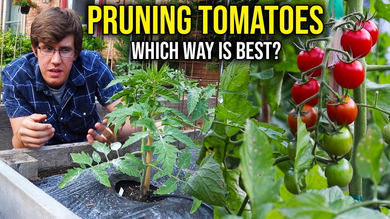 How to Prune Indeterminate Tomato Plants (4 METHODS)