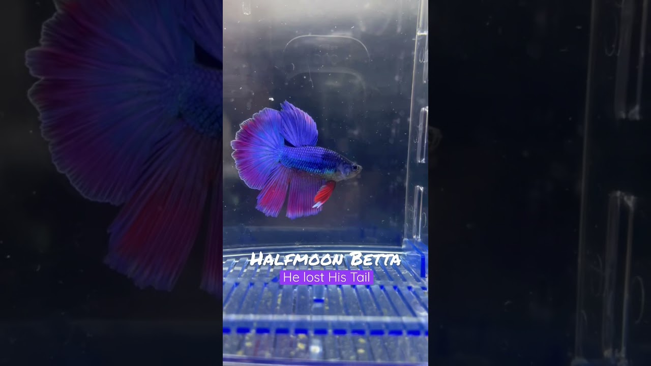 Feeding Beautiful Purple Betta Fish | AquaYoung X Betta 44