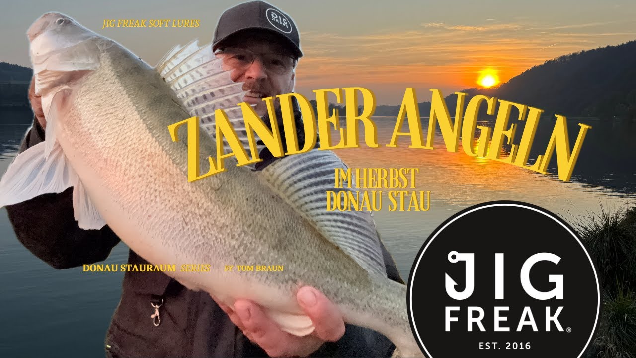 Zander angeln im Herbst Donau