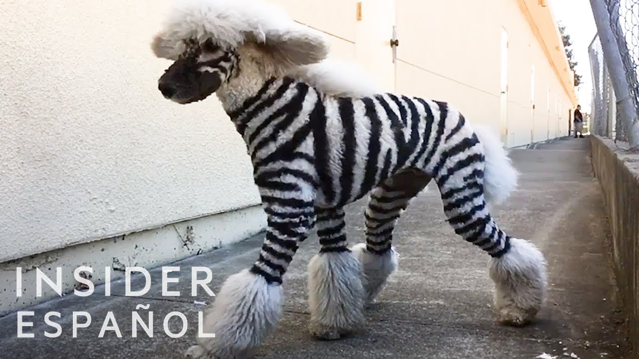 Estas mascotas están arregladas para lucir como animales salvajes | Insider Español