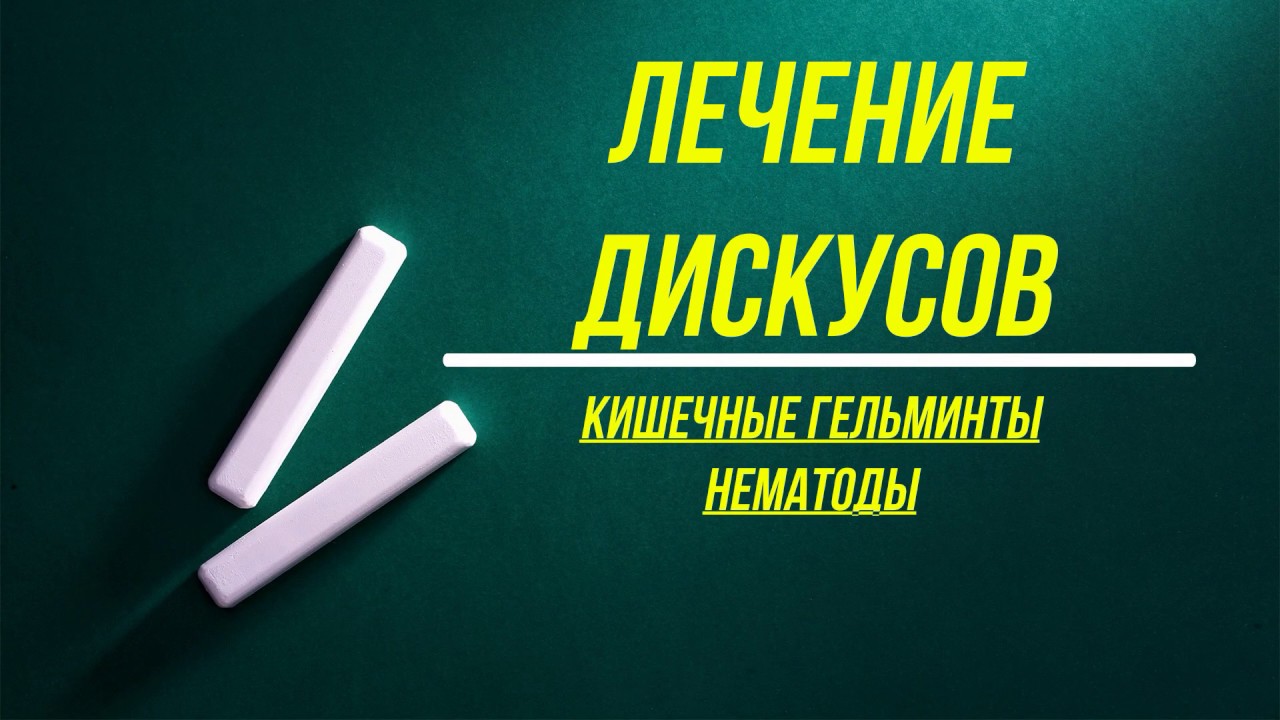 Как мы избавились от кишечных гельминтов у Дискусов
