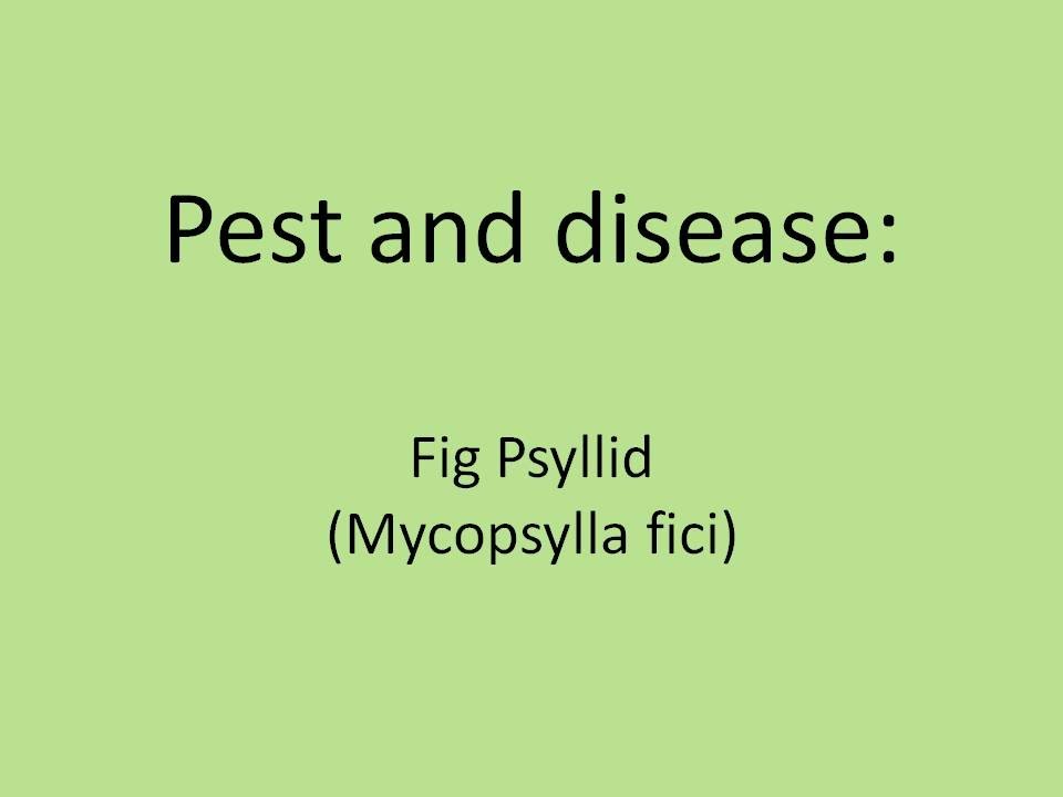 Fig Psyllid (Mycopsylla fici)