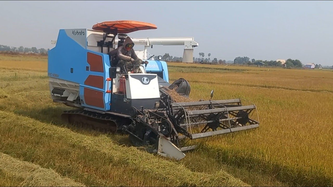 Harveting Rice 2025, Machine Kubota DC -108X Harvest Rice, Kubota Harvesting Cut Rice With Music