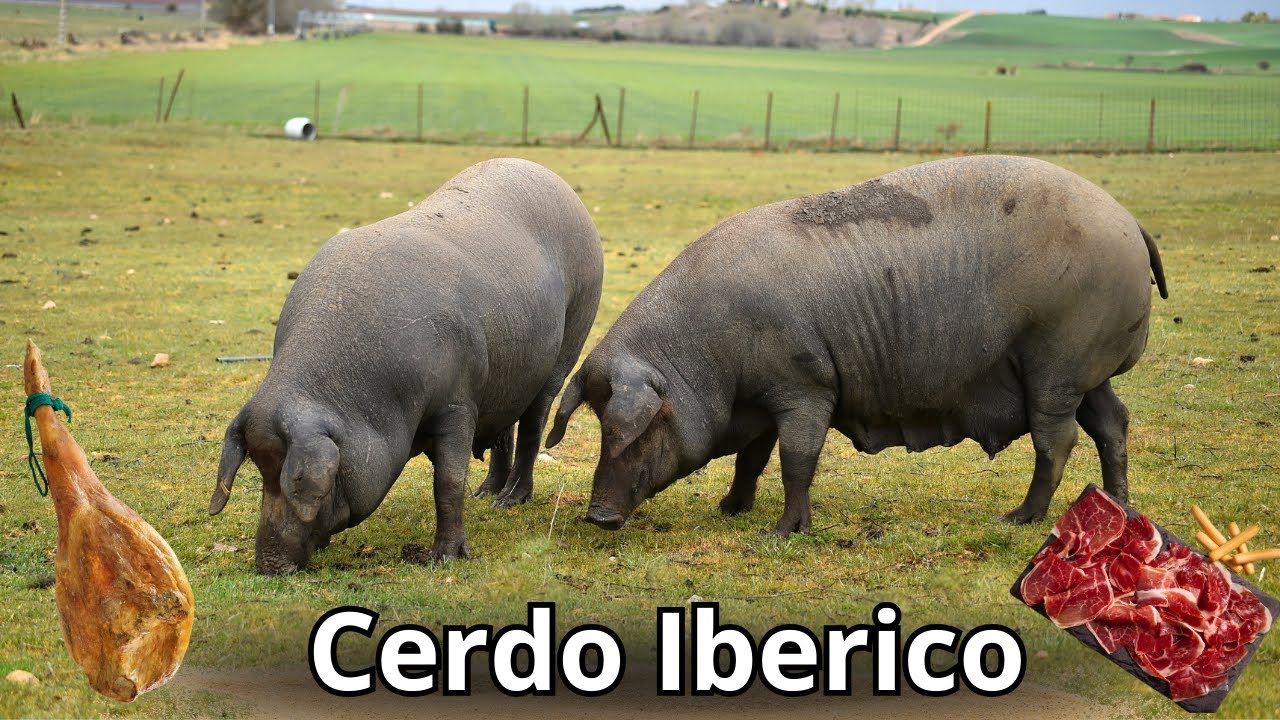 Raza Porcina Ibérica. El secreto del Sabor en los jamones Ibéricos