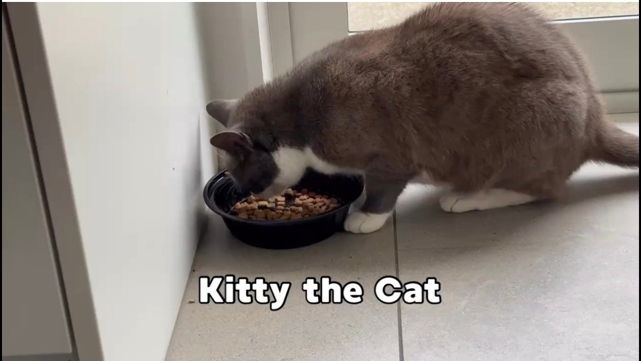 A day in a life with my cat kitty 