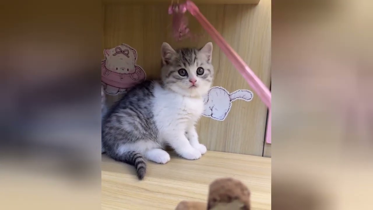 Kittens make every day feel like a brand new start