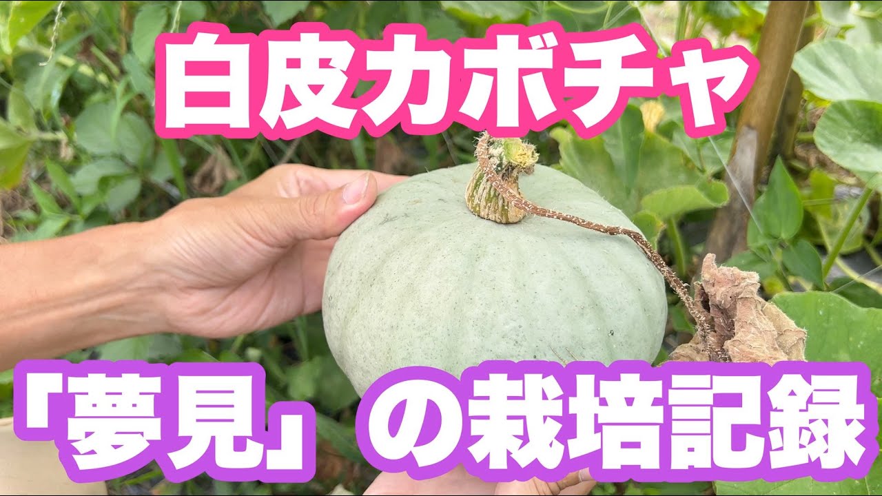 タキイ種苗「夢見」カボチャの栽培記録