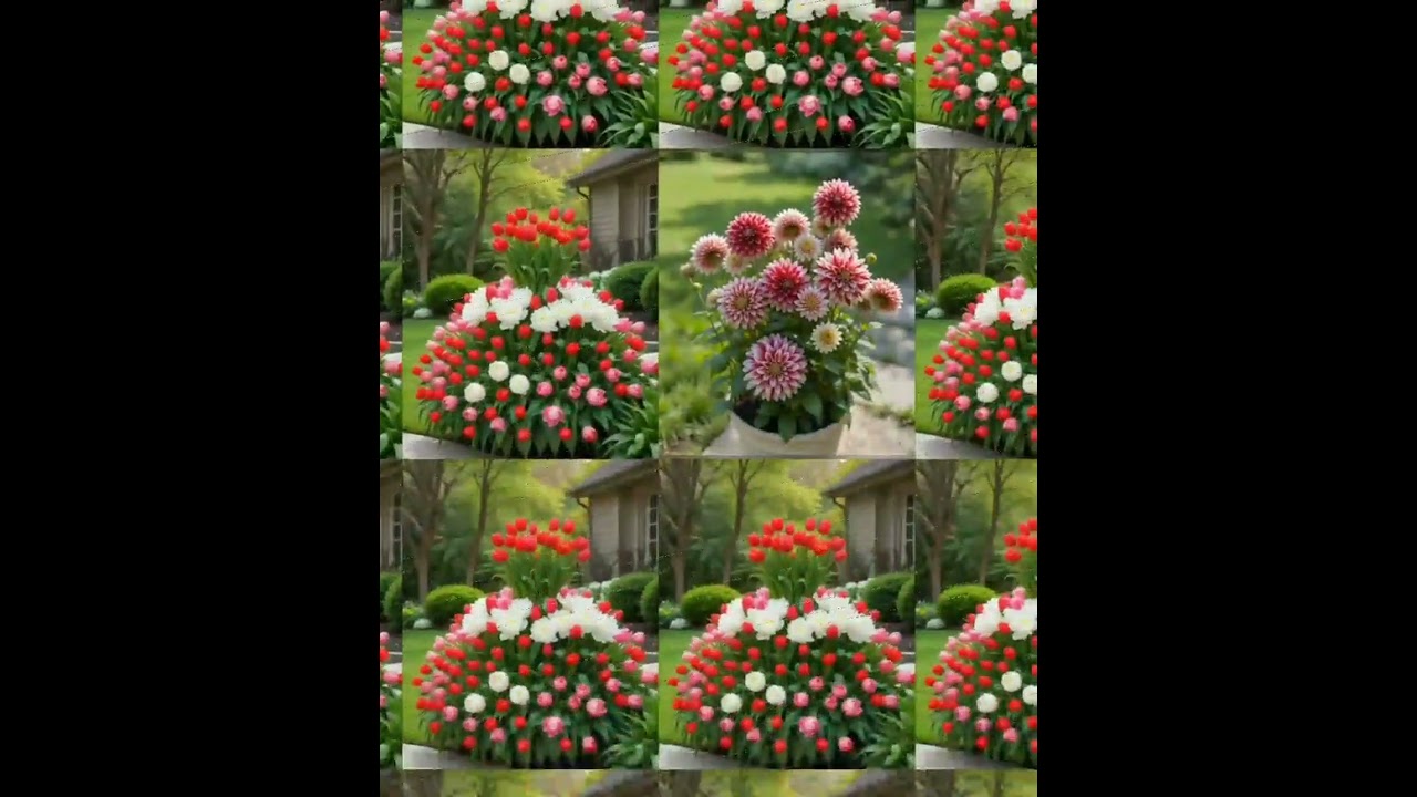Status# Instagram #phone DP# full video HD 😘 beautiful flower 😍🥰