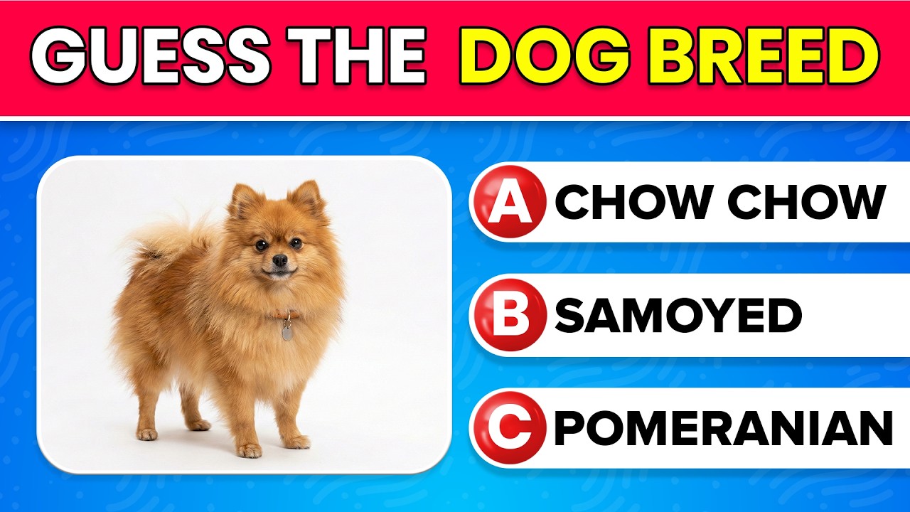 Only a Real Dog Expert Can Guess All 30 Breeds! 🐶 Quiz Challenge