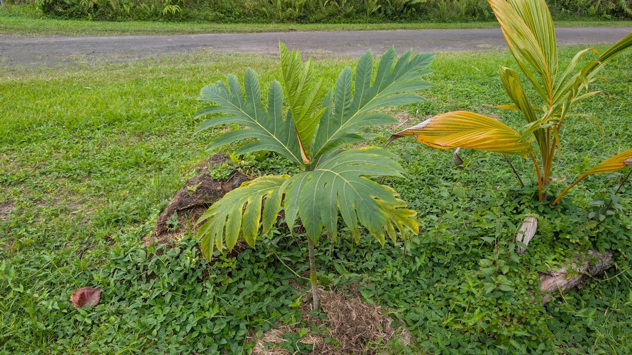 Palm Nursery Big Island, Hawaii