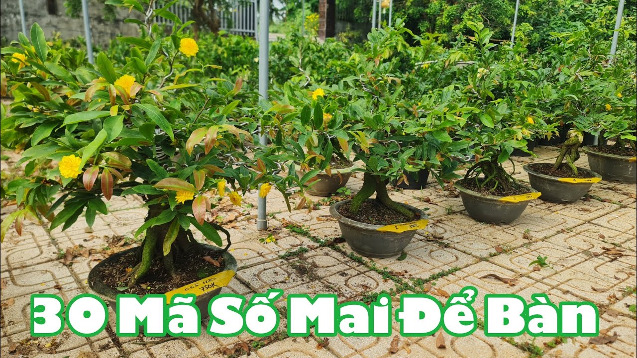 Ngày 08/03. 30 Mã Số Mai Thành Phẩm, Lấy Bo Có Mặt Hoa.☎Út 0353777111