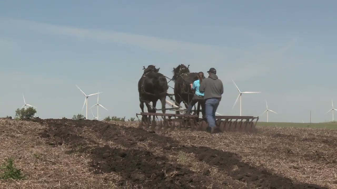 North Dakota Draft Horse Association Field Day 2020