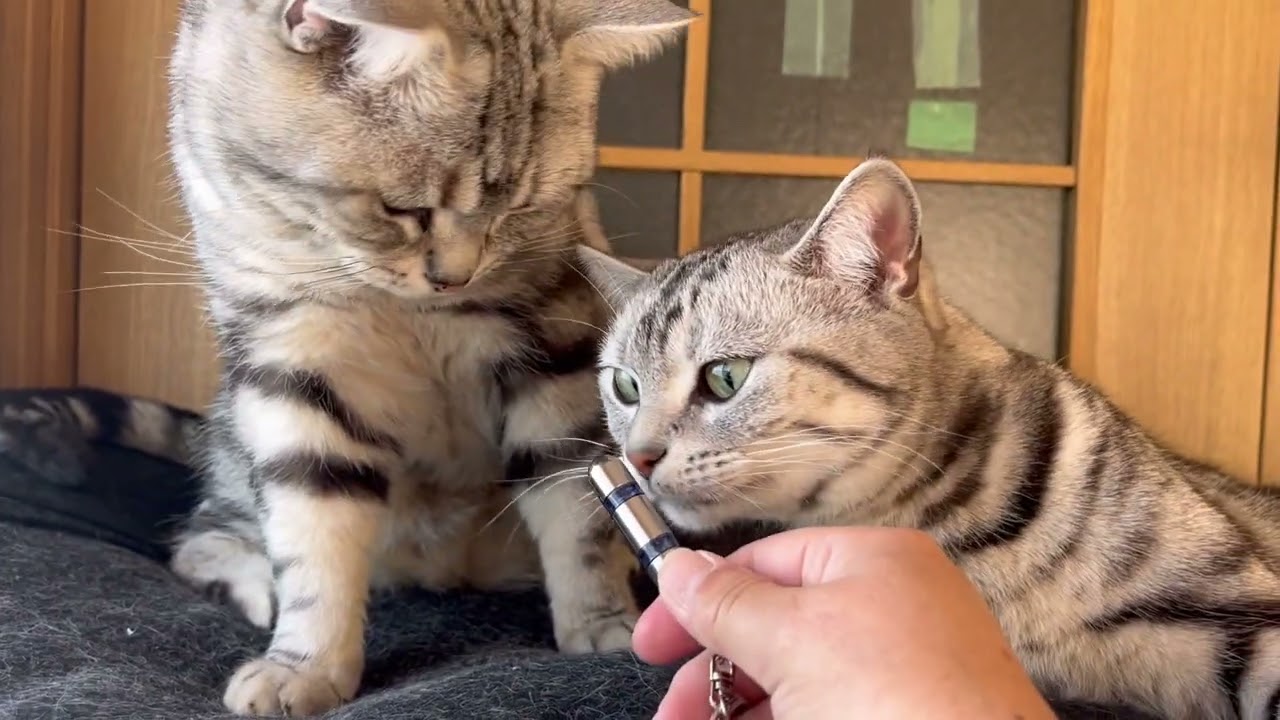 静電気防止のキーホルダー効果はあるのか？キーホルダーは、おもちゃになっちゃうね