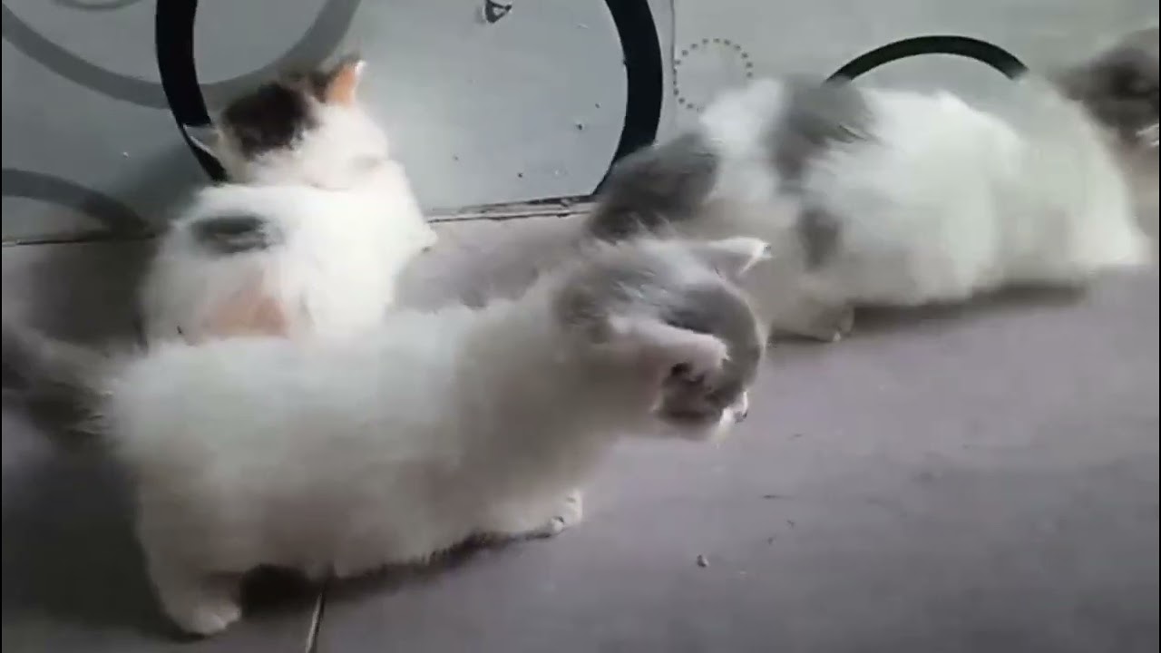 kucing munchkin 