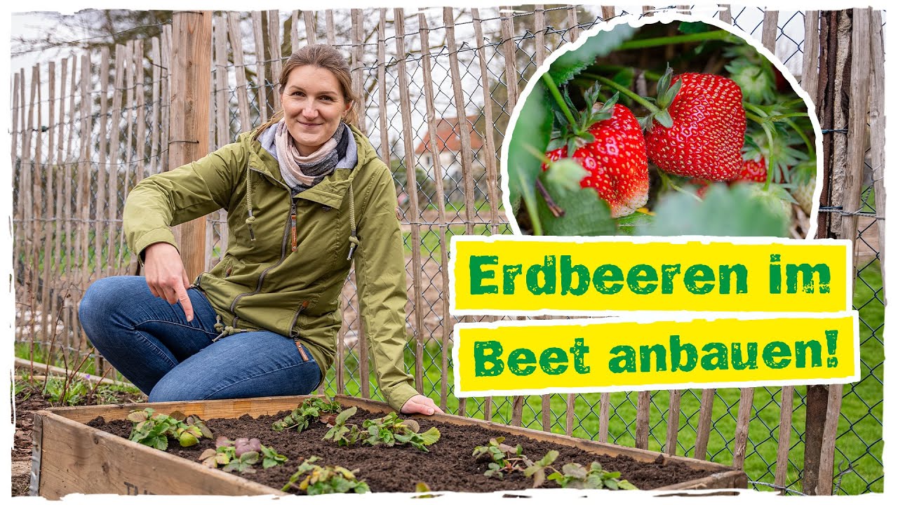ERDBEEREN PFLANZEN: So kannst du eigenen leckeren Erdbeeren pflücken 🍓