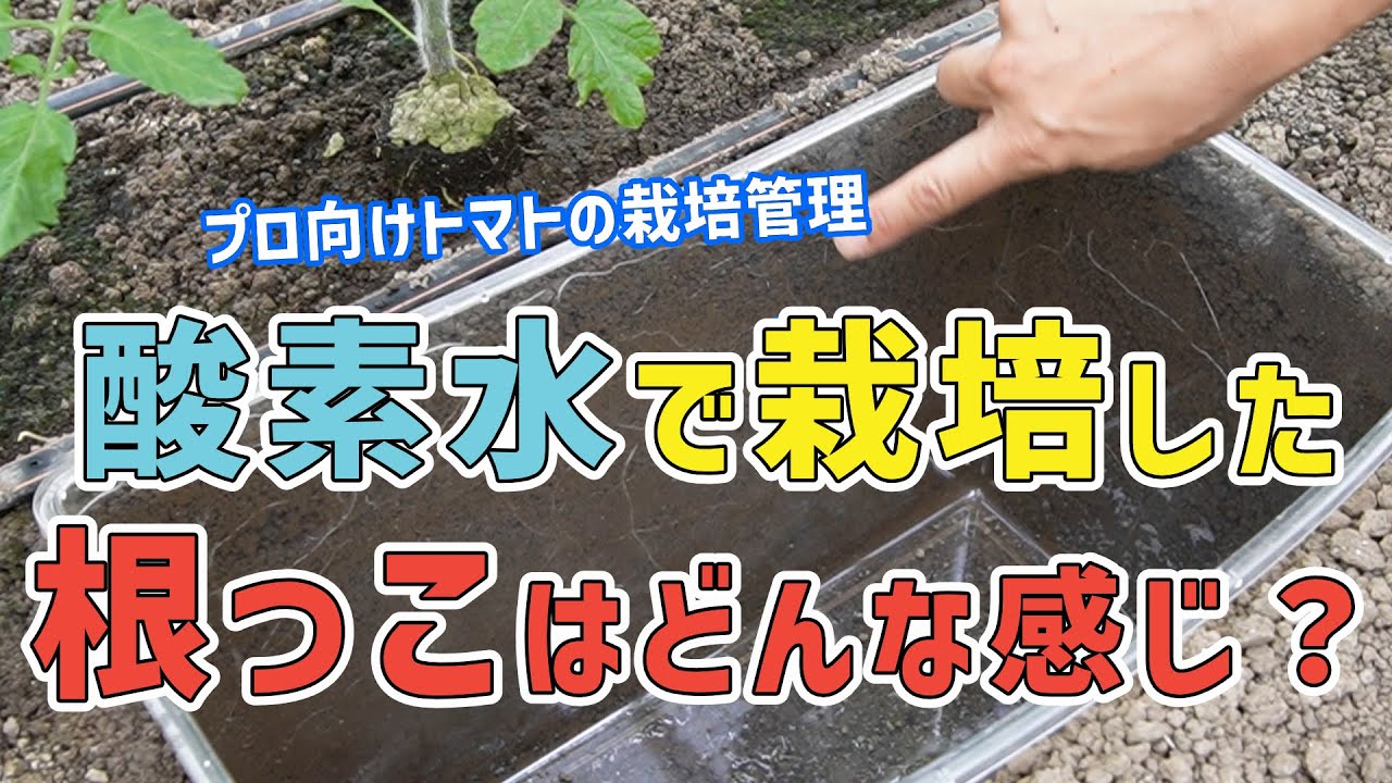 197 酸素水で栽培した根っこはどんな感じ？