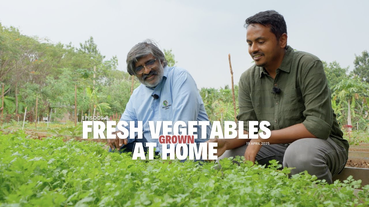 A Beginner's Guide To Starting An Organic Vegetable Garden