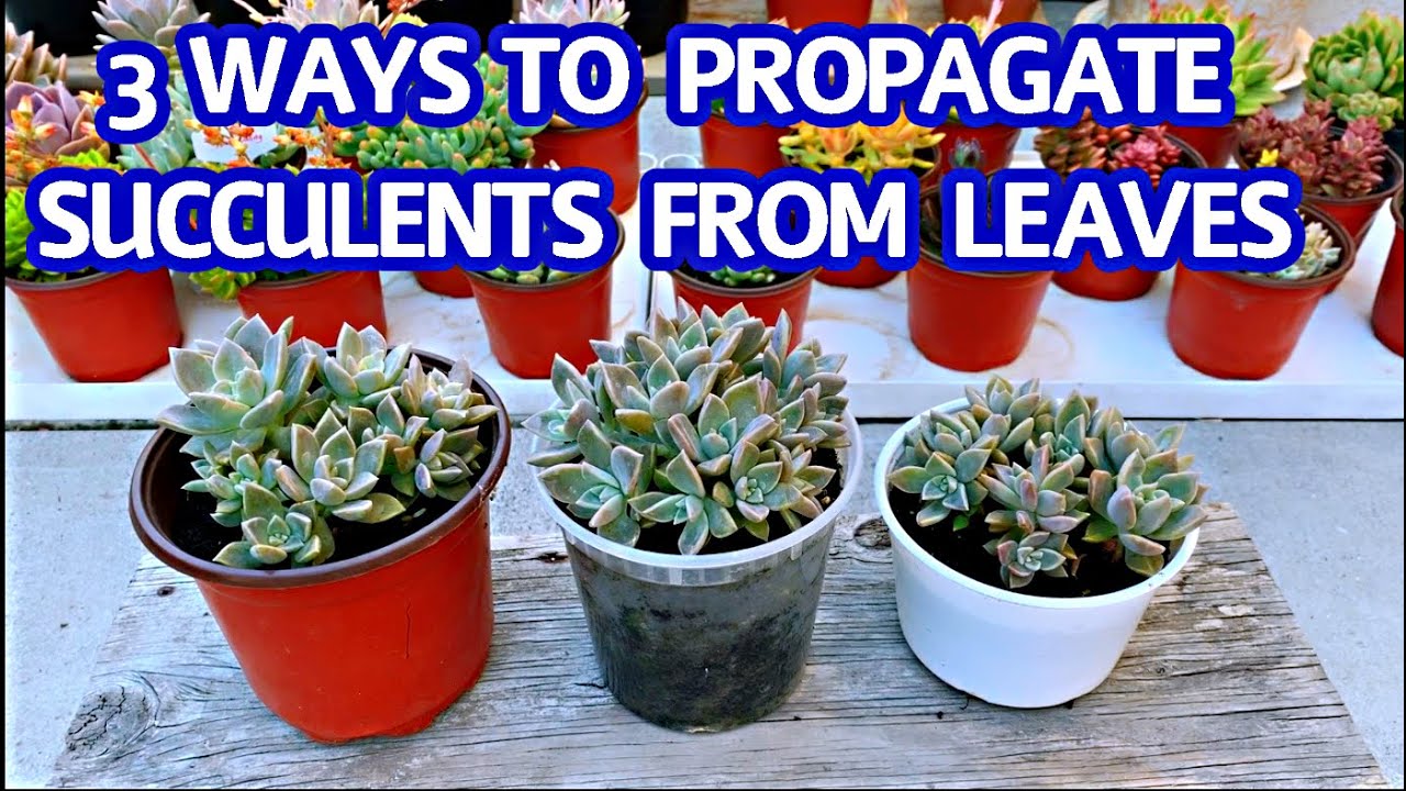 #175 3 WAYS TO PROPAGATE SUCCULENT FROM LEAVES | 3 Cách nhân giống sen đá bằng Lá | Cuộc sống Mỹ