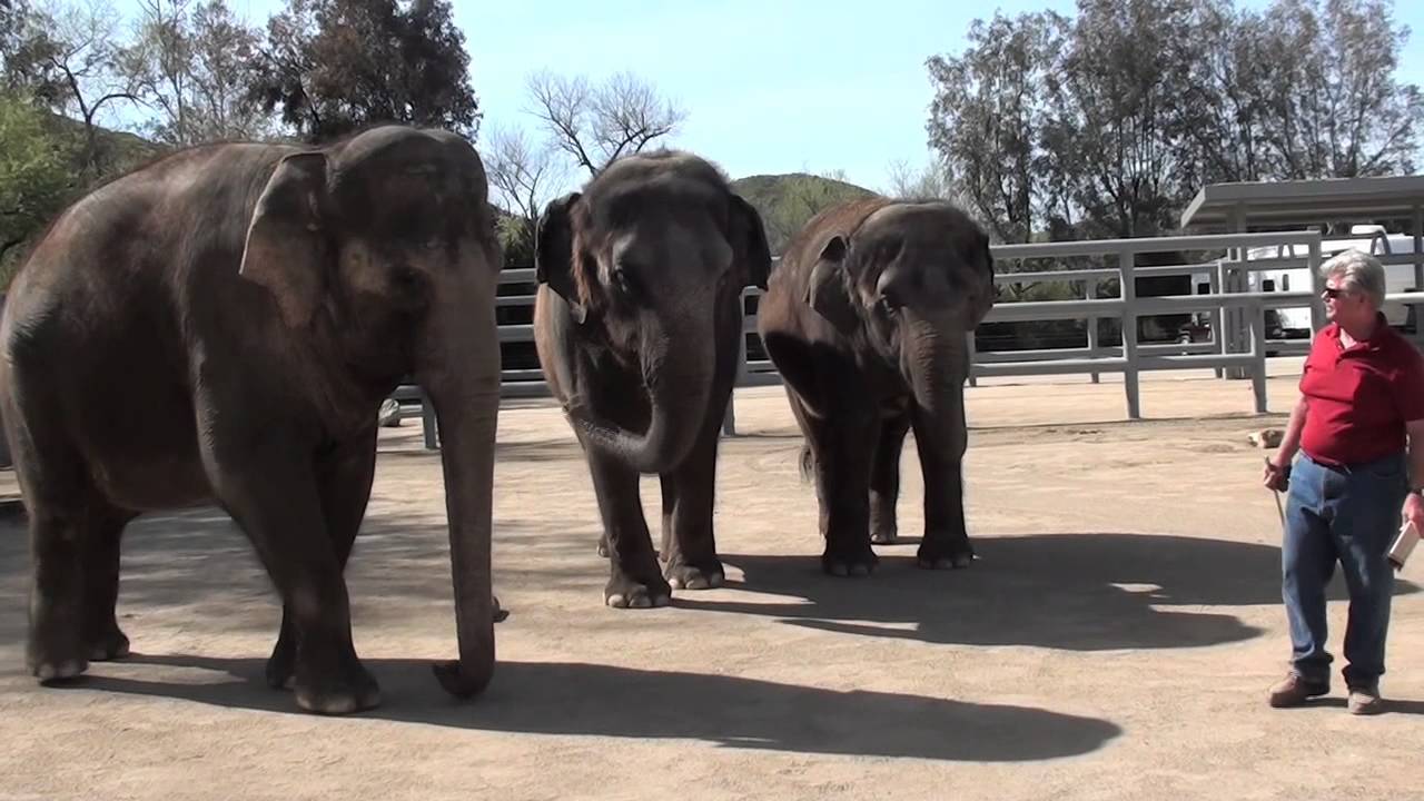 Elephants: Healthy Nail Growth Using EquiPride with Asian Elephants