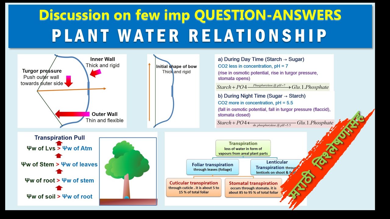 Plant water relationship: Discussion on few imp objective questions