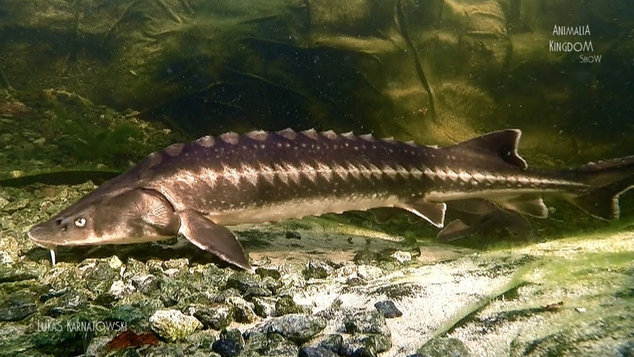 Sterlet (Acipenser ruthenus) & Siberian Sturgeon (Acipenser baerii)-Animalia Kingdom Show