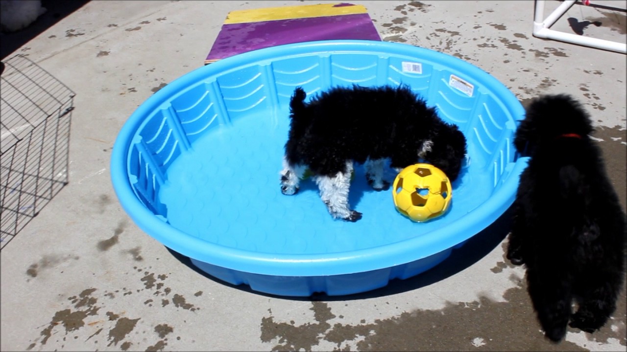 Puppy Pool Time